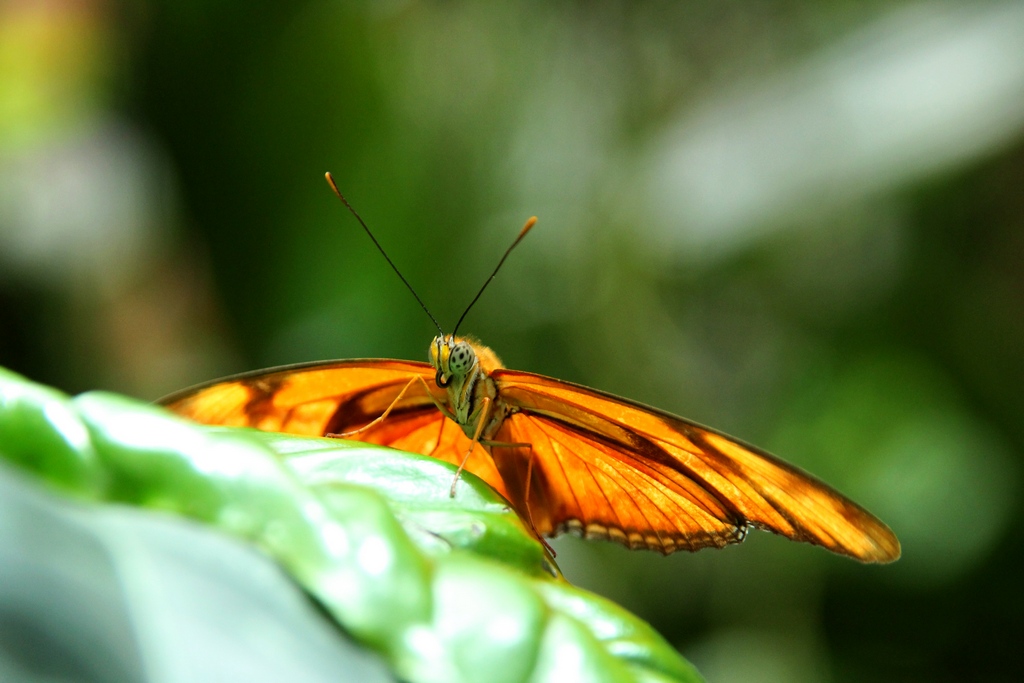 Schmetterlinge in der Biosphäre Potsdam