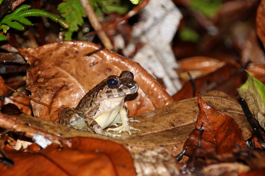 Frosch im Regenwald im Kubah Nationalpark, Borneo