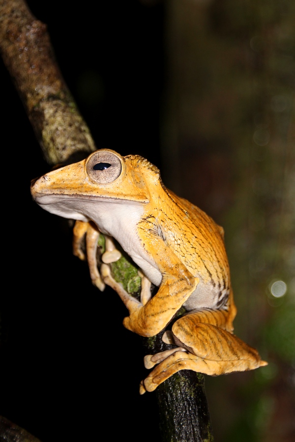 Frosch im tropischen Regenwald im Kubah Nationalpark, Borneo