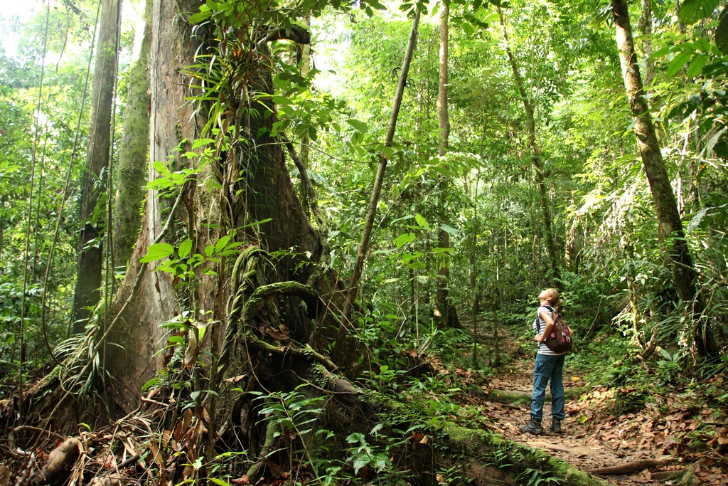 Regenwald im Kubah Nationalpark auf Borneo