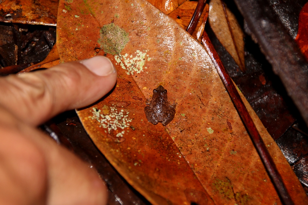 Microhyla nepenthicola der kleinste Frosch Südost-Asiens