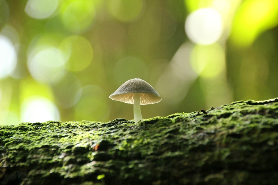 Pilz im Kubah Nationalpark auf Borneo