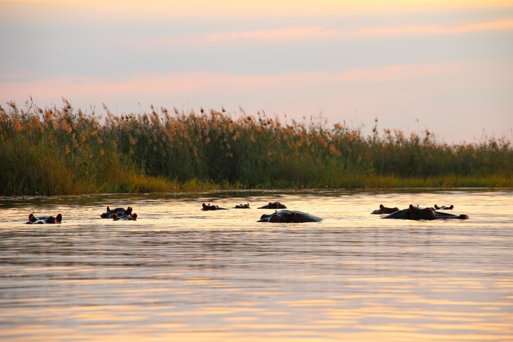Hippo-Pool bei der Safari im Okavango Delta