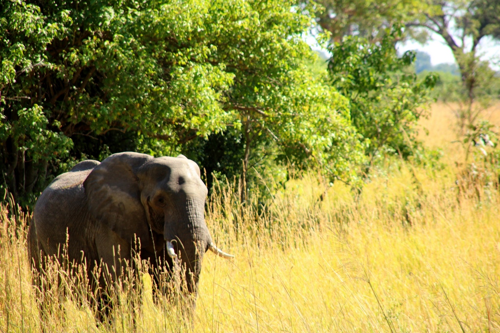 Elefant auf der Safari im Okavango Delta