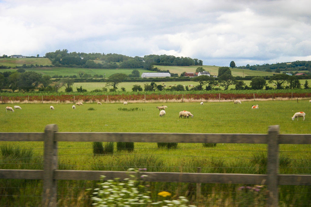 Schafe auf unserem Roadtrip in Irland