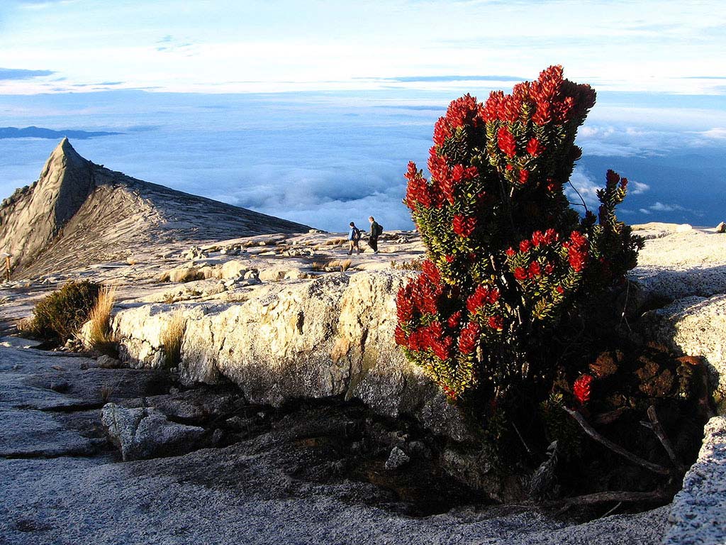 Das Plateau auf der Spitze des Munt Kinabalu (Copyright Ariel Steiner @ Wikimedia Commons)