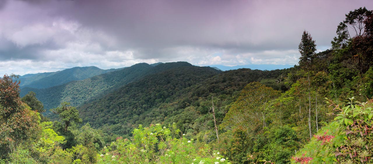 Borneo - Natur wohin das Auge reicht