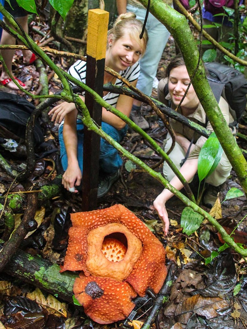 ... die Rafflesia, größte Blüte der Welt