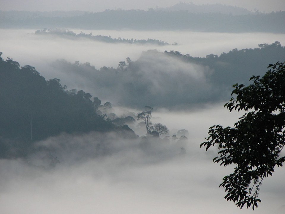 Eines der letzten Rückzugsgebiete seltener Arten: das Danum Valley (Copyright Rob and Stephanie Levy @Wikimedia Commons)
