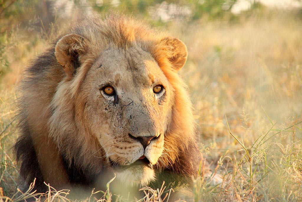 Die Löwen des Modisa Wildlife Projects