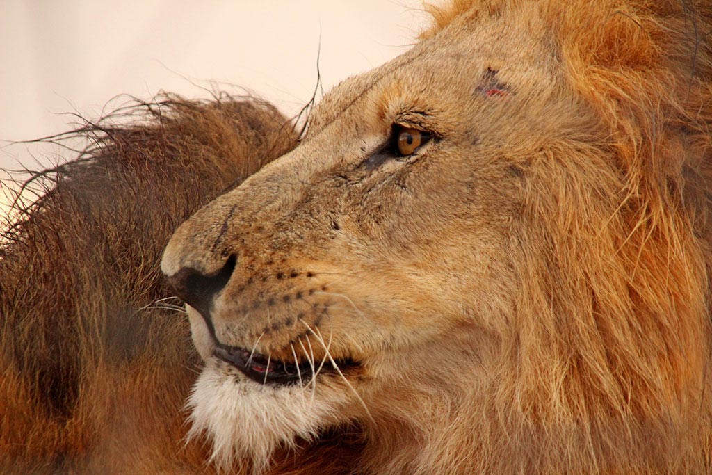 Die stolzen Löwenmännchen des Modisa Wildlife Projects
