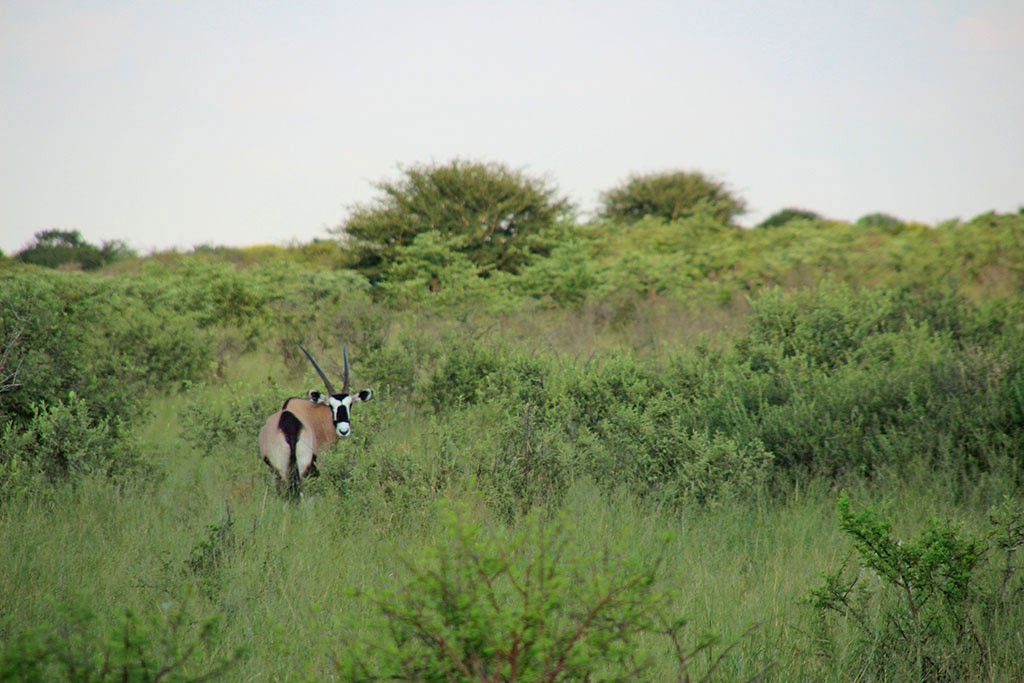 Ein Oryx beim Game Drive beim Modisa Wildlife Project
