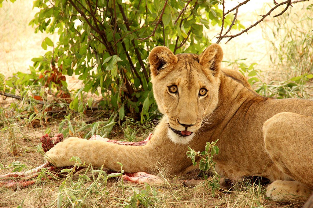 Sirga die Löwin vom Modisa Wildlife Project