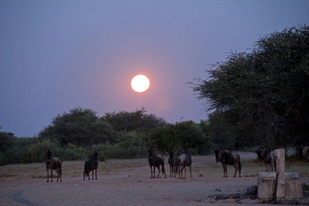 Modisa_Botswana_Tiere_Nacht