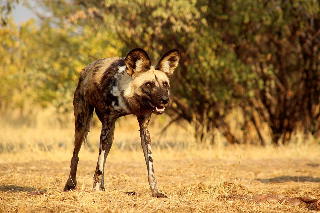 Afrikanische Wildhunde beim Modisa Wildlife Project