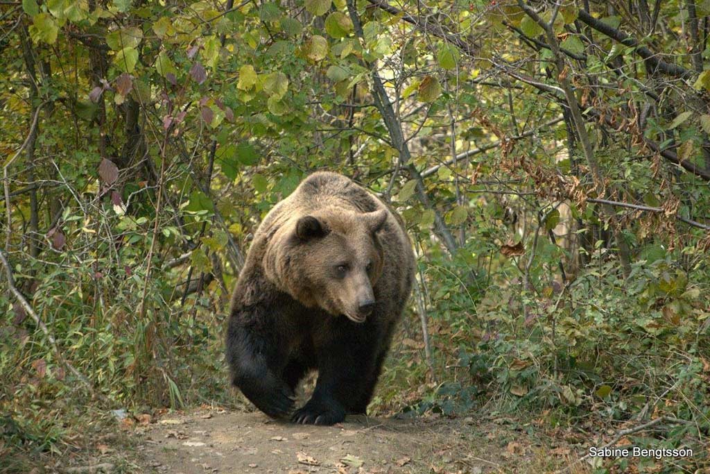 Begegnung mit Braunbären in Rumänien