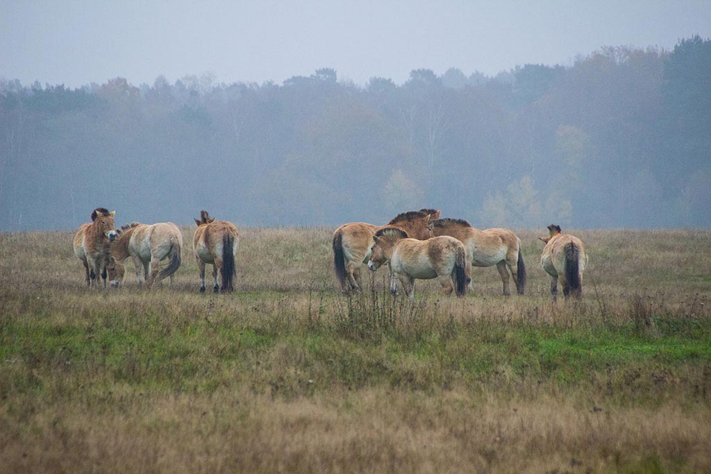 Przewalski-Pferde im Wildpark Schorfheide