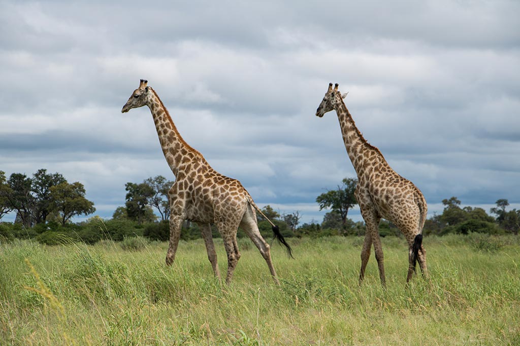 Giraffen in Selinda