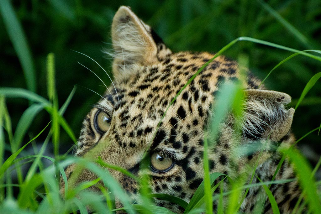 Leopard in Selinda