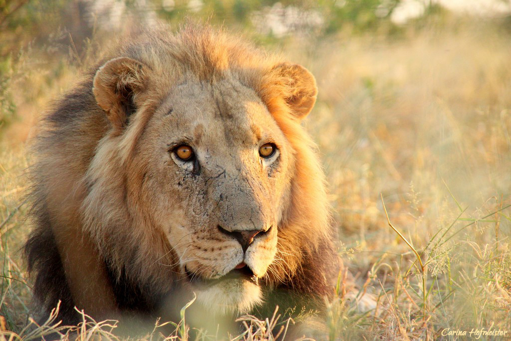 Löwe in der Kalahari, Botswana