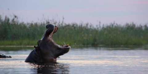 Nilpferd auf der Safari im Okavango Delta