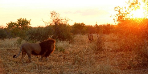 Die Löwen des Modisa Wildlife Project bei Sonnenaufgang